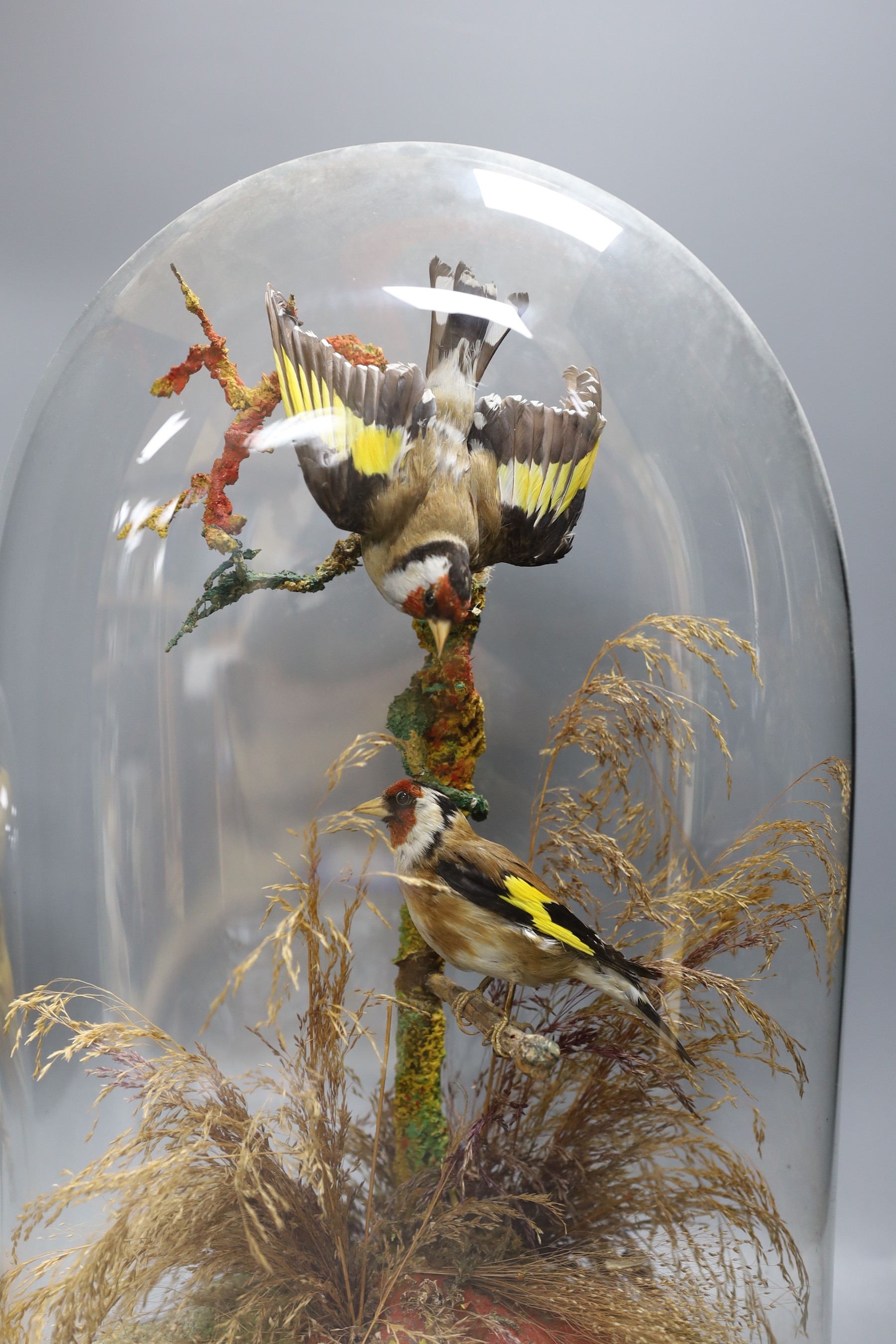 Taxidermy - a Victorian group of two goldfinches and a group of canaries, each under glass domes, 42 cm and 26.5 cm high (2)